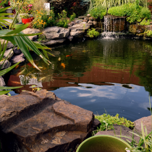 Koi Pond